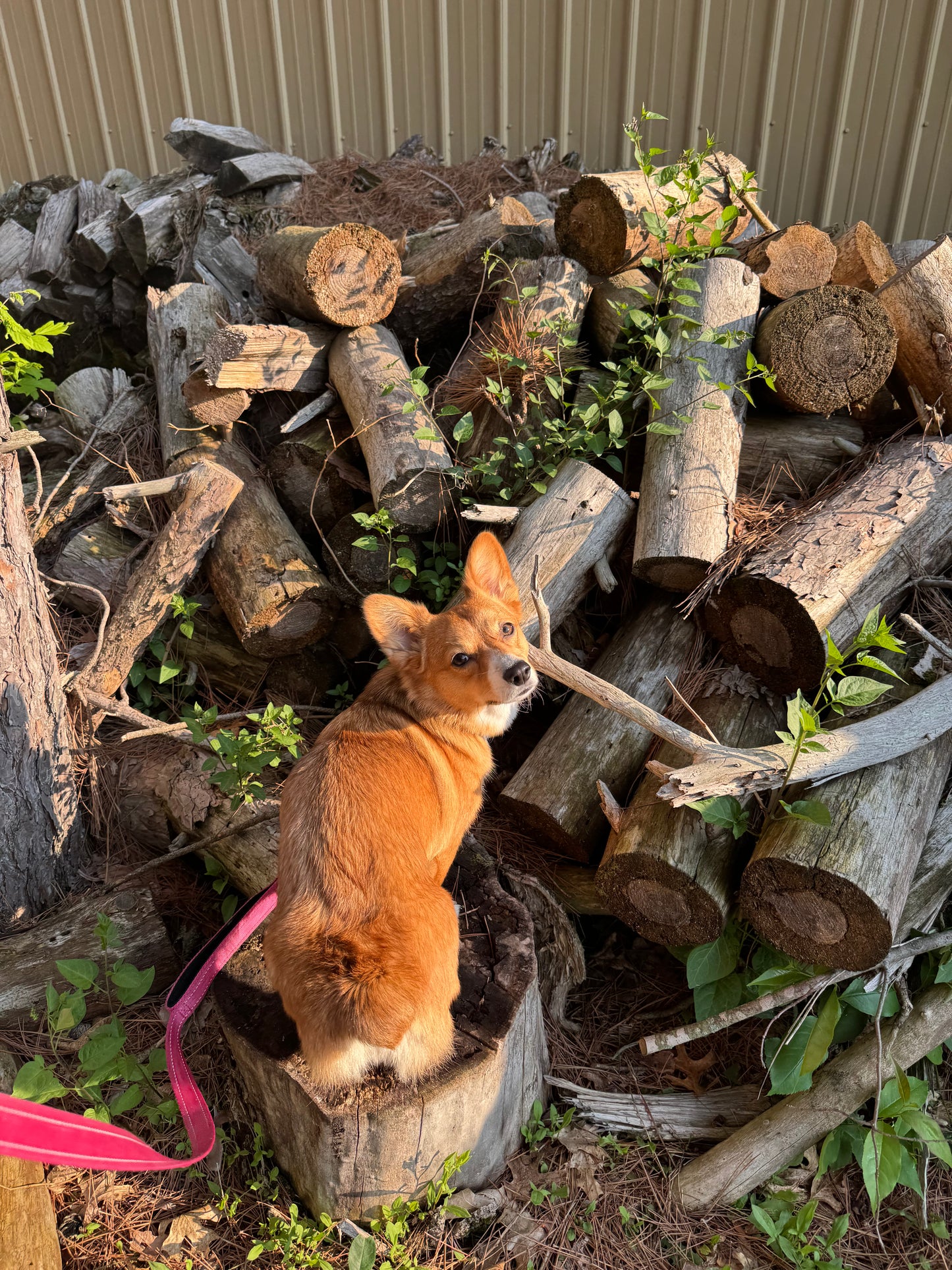 Corgi dog on wood pile