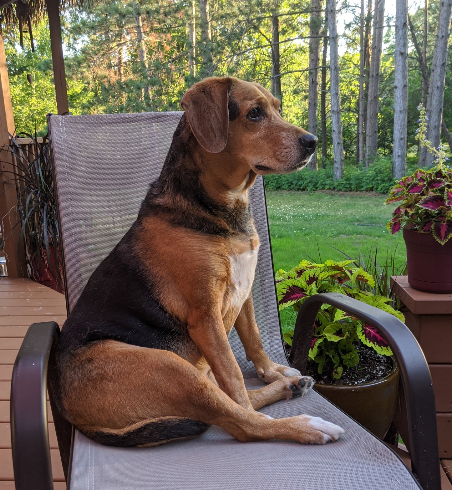Sadie the Beagle Dog